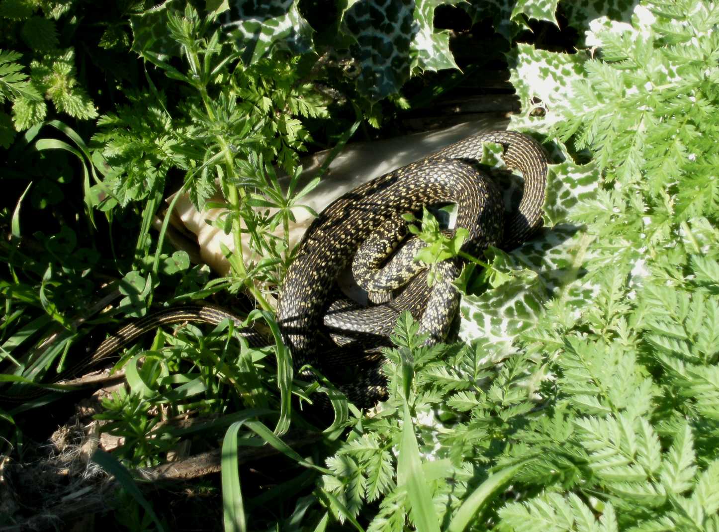 Alcune foto di biacchi in natura